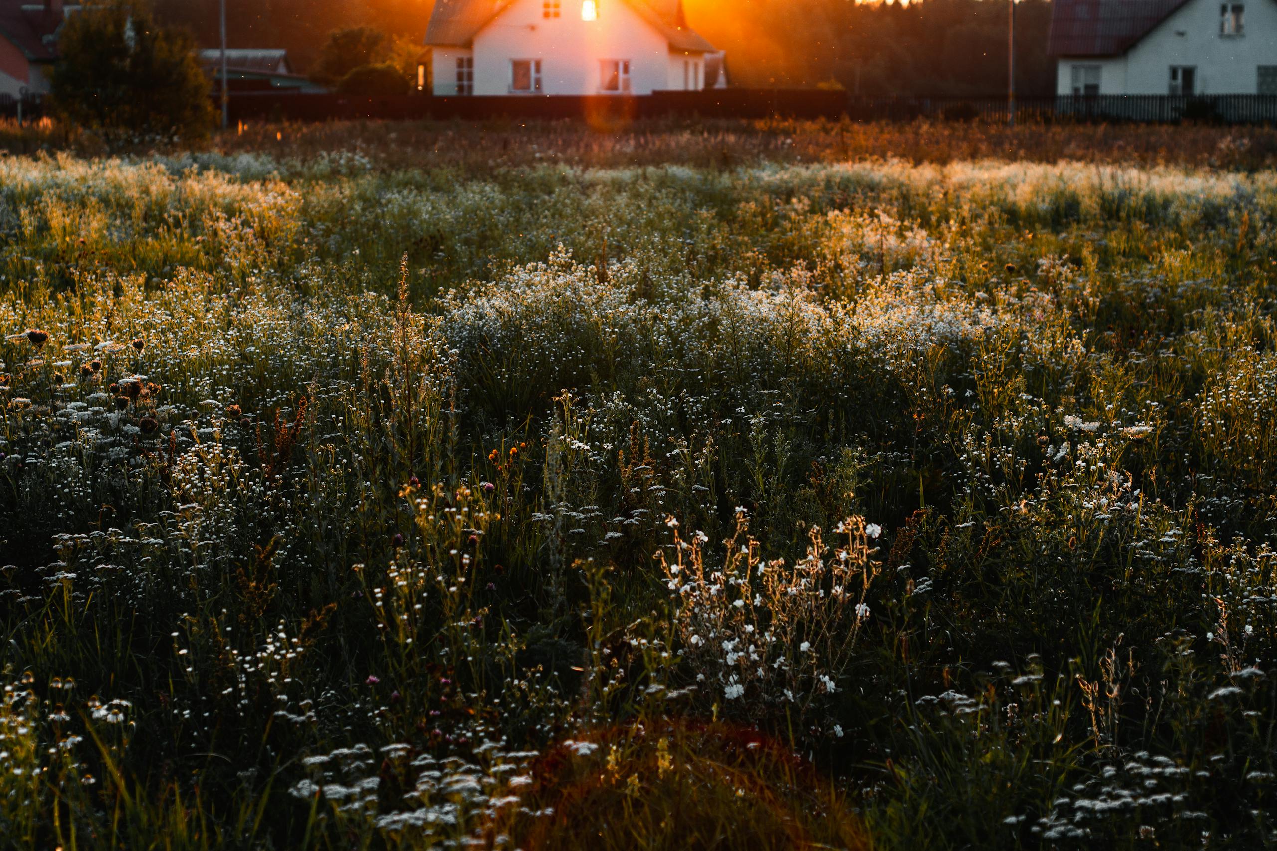 A serene field of wildflowers at sunset near countryside houses.